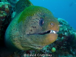 This Moray became very curious and just got closer  ! by David Crutchley 